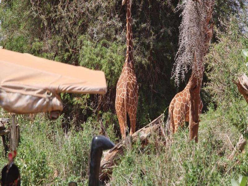 Villa Saruni Samburu Exterior foto